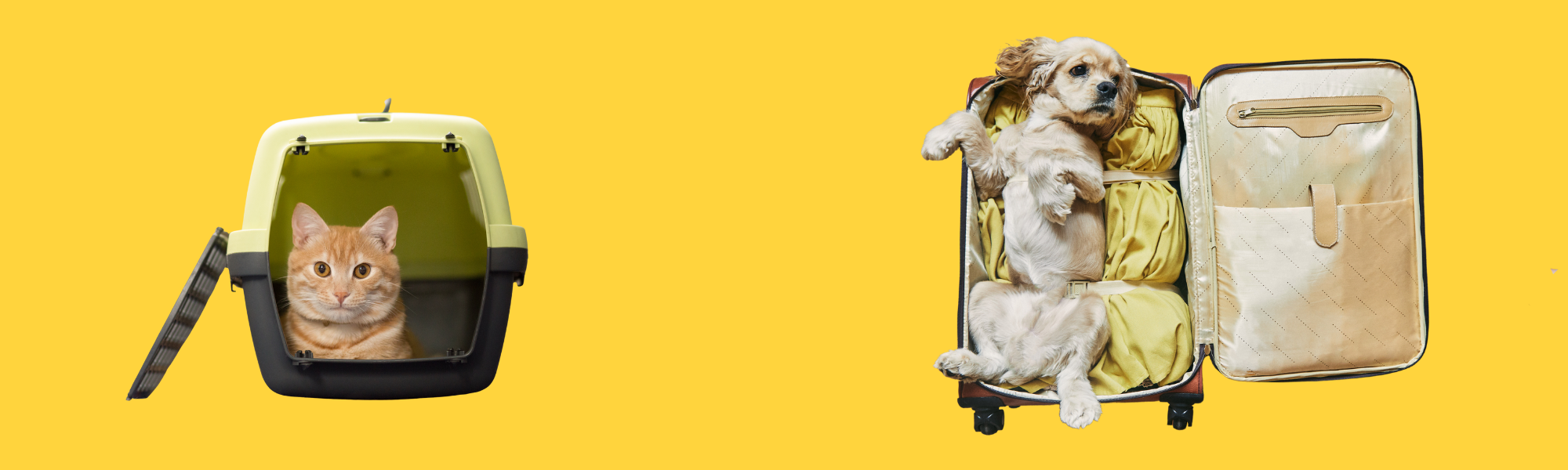 Sicher Reisen mit Haustier – Tipps für den perfekten Roadtrip
