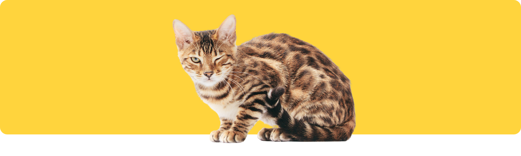 Warum blinzeln Katzen langsam? Die geheime Sprache der Samtpfoten