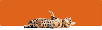Bindung zu deiner Katze stärken: TOP 10 Aktivitäten