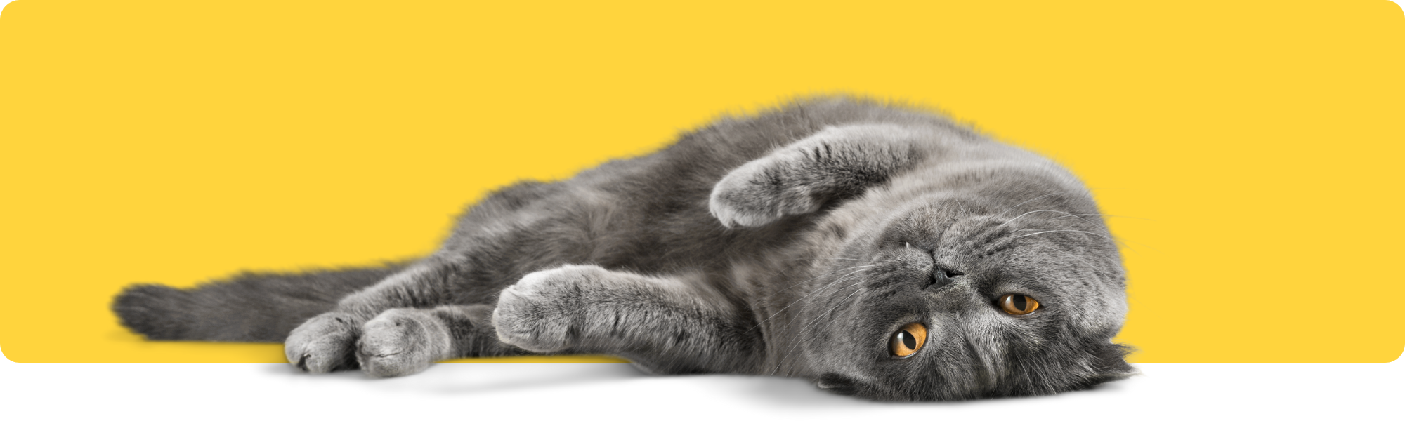 Die Lebenserwartung von Katzen verstehen: Was zu erwarten