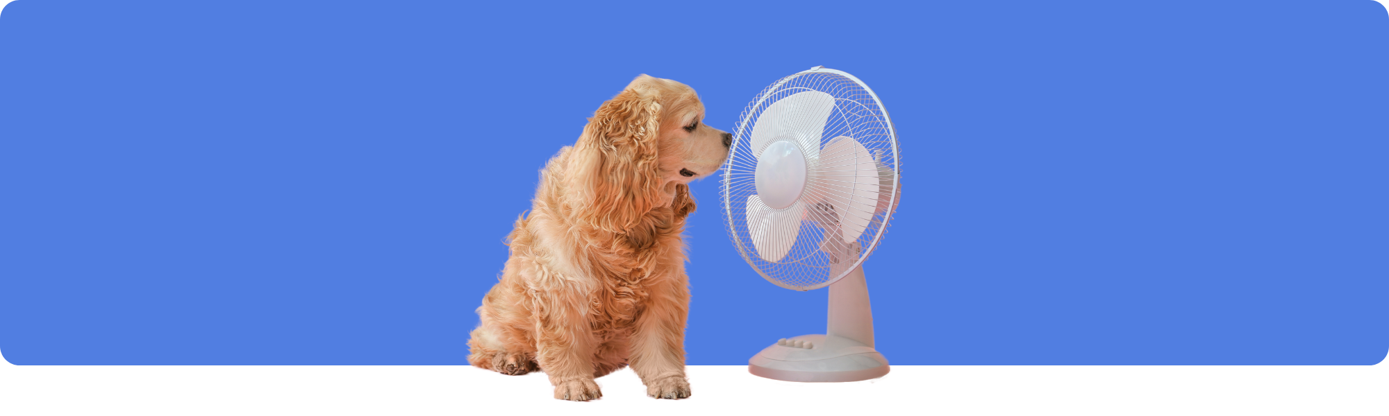 Haustiere bei heissem Wetter kühlen: Die besten Tipps gegen Hitze & Dehydration