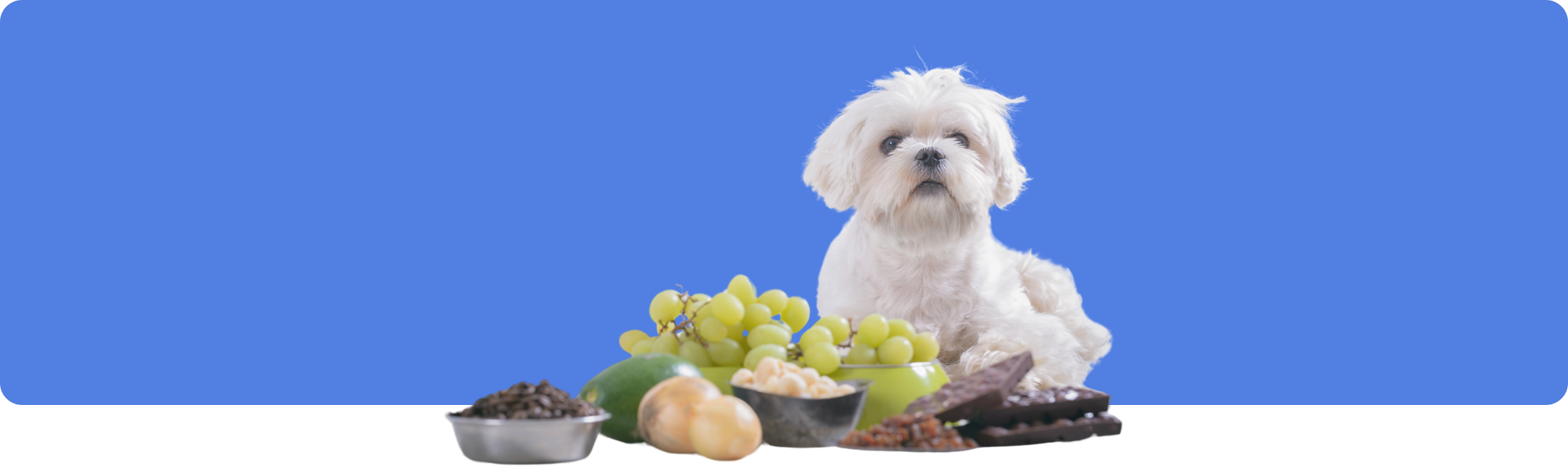 Hundeernährung: Welche Lebensmittel sind für Hunde gesund & welche giftig?