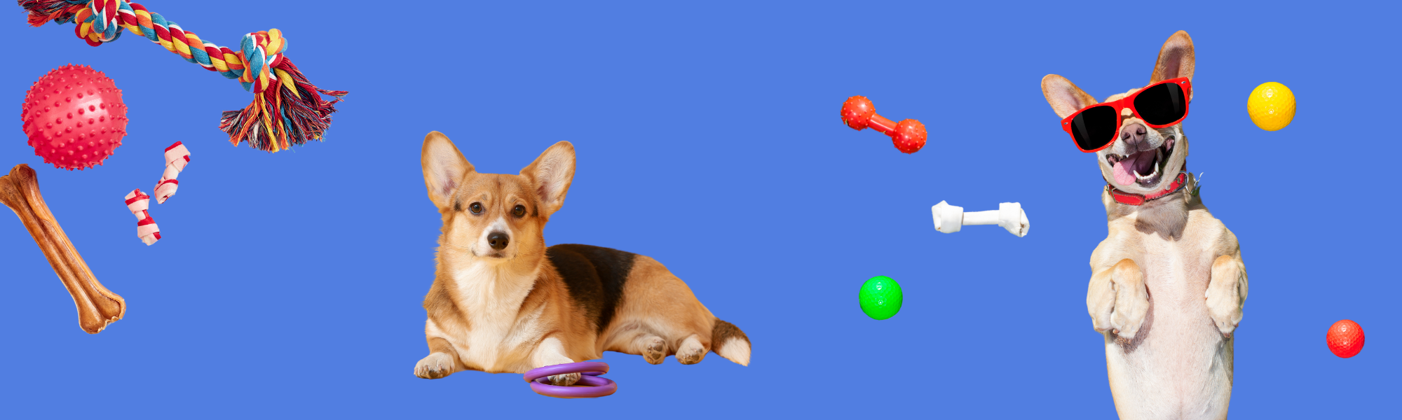 Top 10 Indoor-Aktivitäten für Hunde