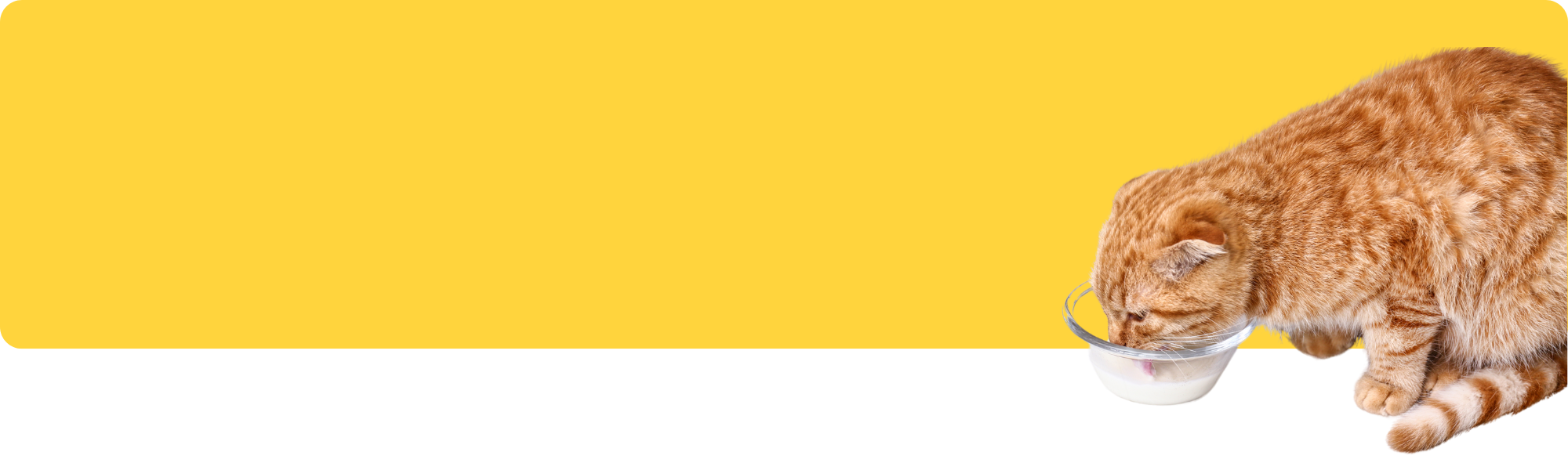 Warum trinken Katzen so wenig Wasser? Tipps für eine bessere Hydration