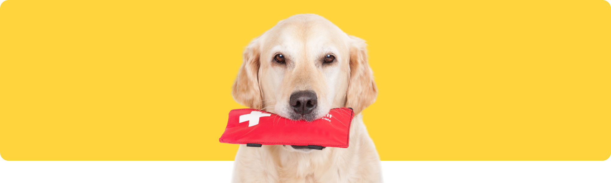 Erste Hilfe für Haustiere: Was tun im Notfall?