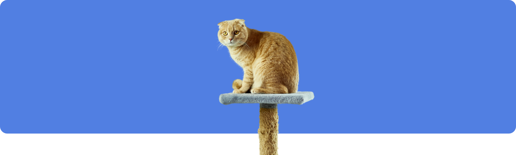 DIY-Katzenmöbel selber machen: Kreative Ideen für Kratzbäume und mehr!