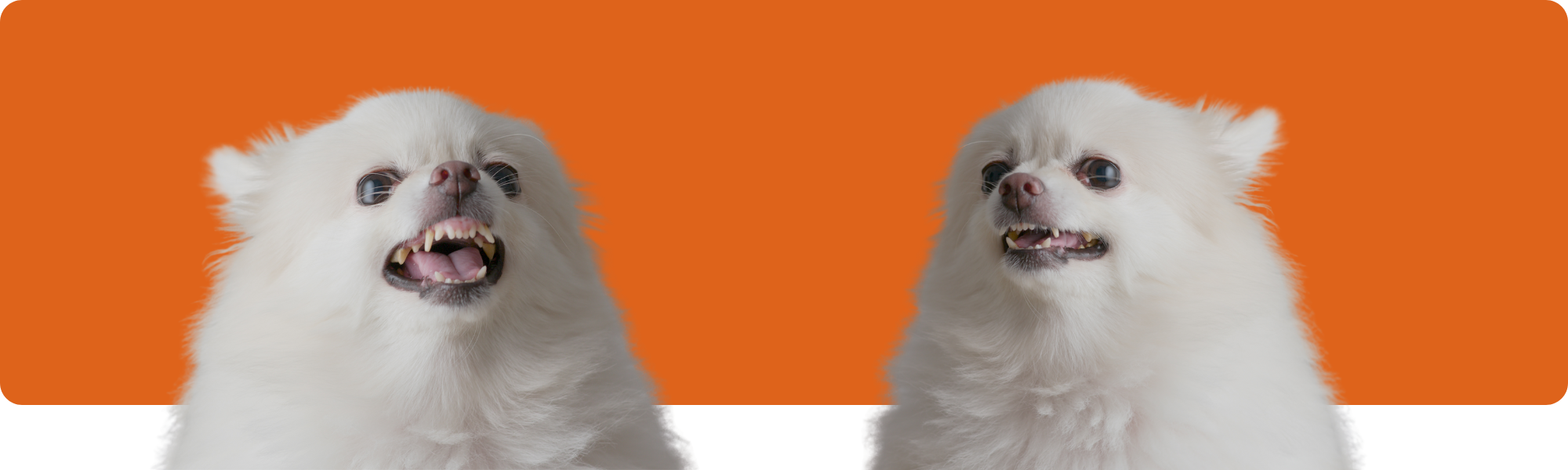 Verhalten verstehen: Warum Hunde knurren und schnappen