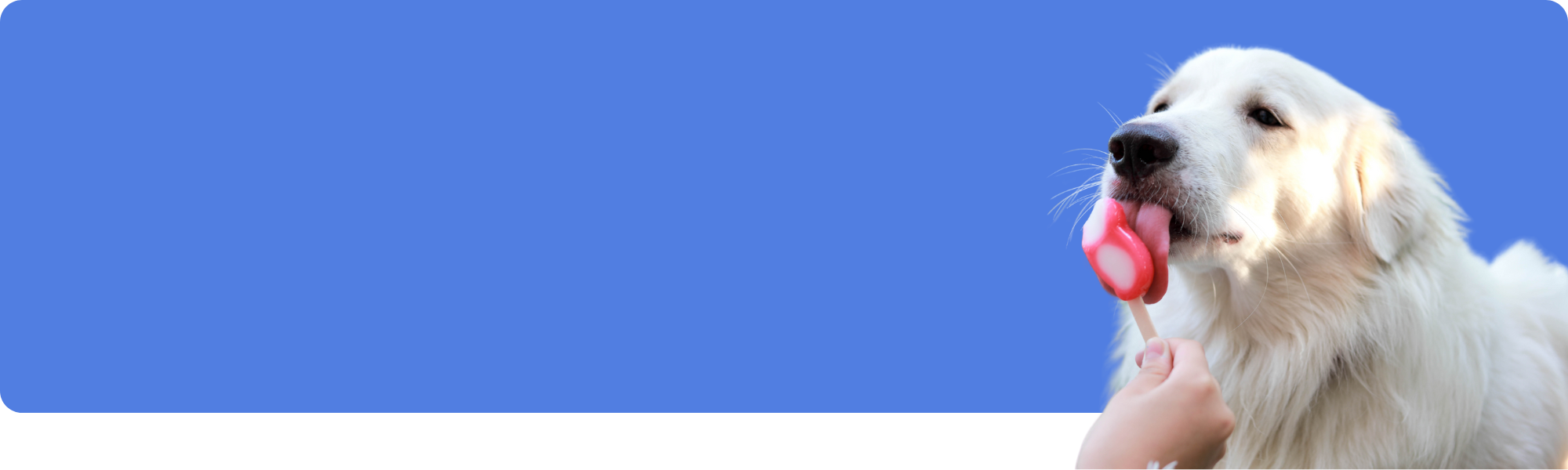 Dürfen Hunde Eis essen? Hundesichere Eisrezepte für heisse Sommertage