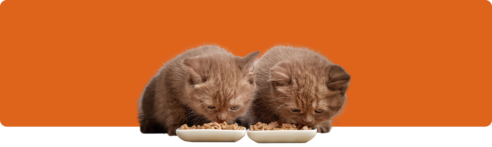 Optimale Ernährung für Kätzchen: Das beste Futter