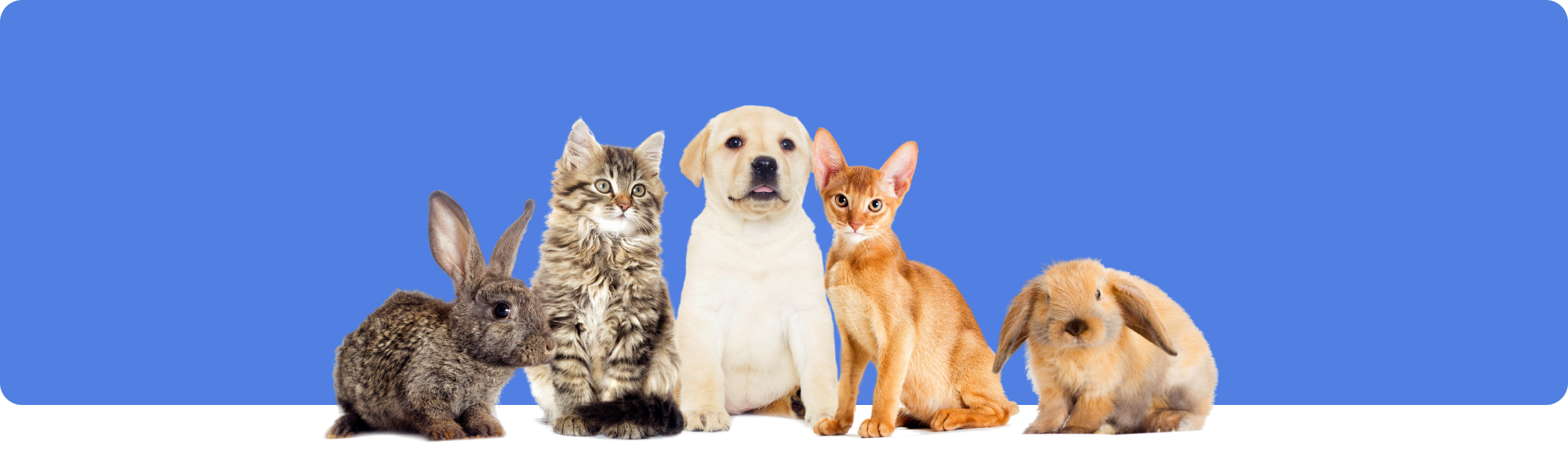 Die Vorteile eines Haushalts mit mehreren Haustieren