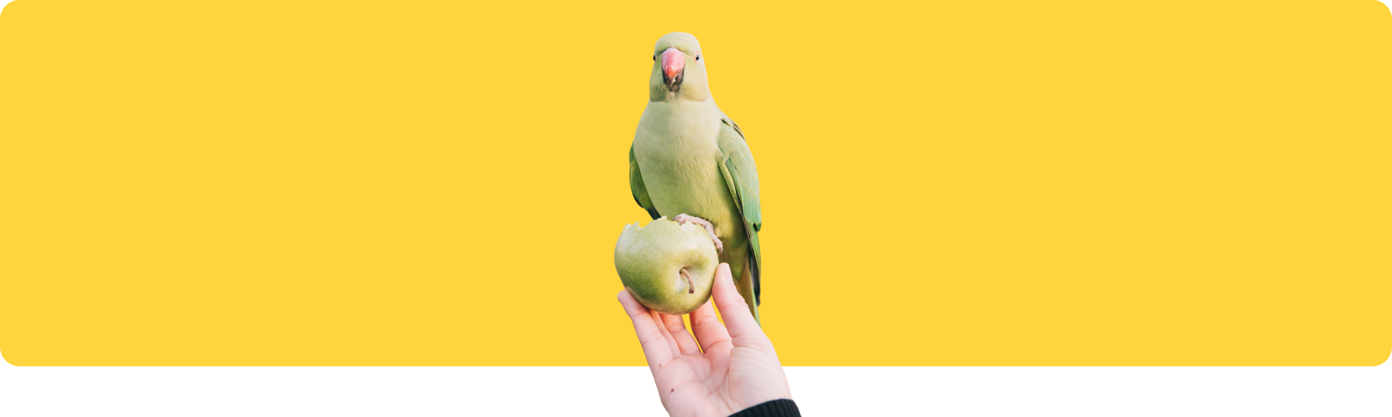 TOP Sommer-Leckereien für Ziervögel