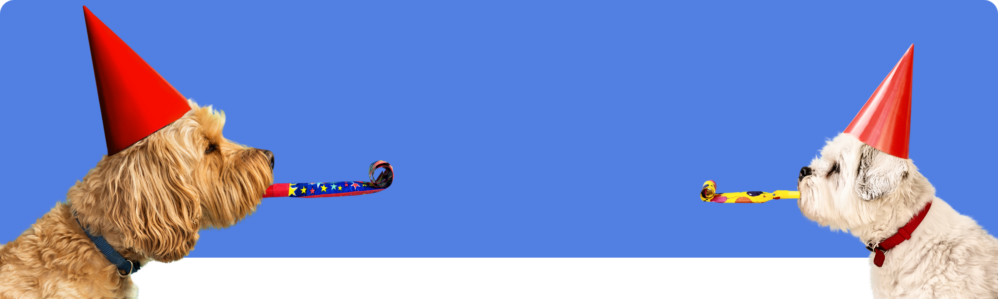 Haustierparty planen: Ideen für Dekoration, Leckerlis & Aktivitäten