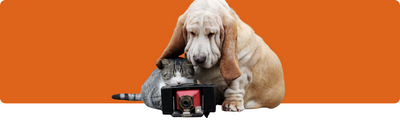 Haustierfotografie: Die besten Tipps für perfekte Bilder
