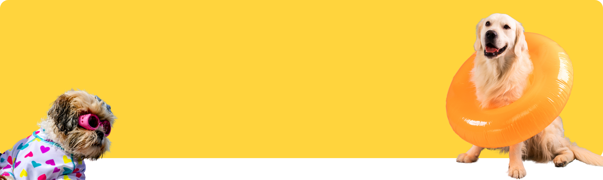 Schwimmen mit deinem Haustier: Warum Wasserspass so gesund ist