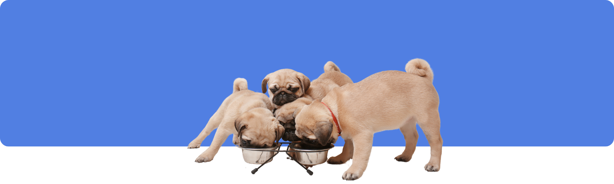 Das beste Futter für Welpen: Guide für gesunde Hundeernährung