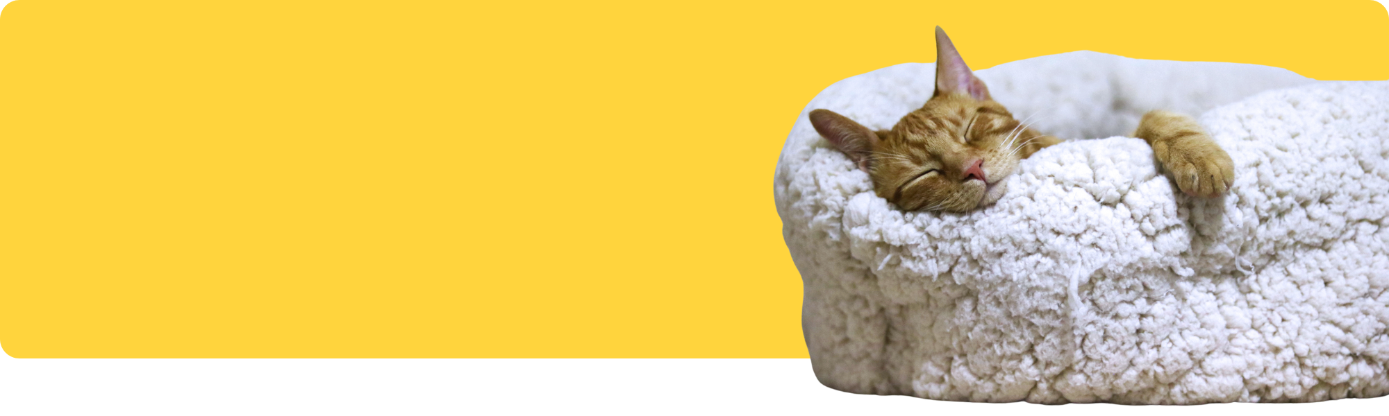 Tierische Schlafgewohnheiten: Wie viel Schlaf brauchen Hunde, Katzen & Co.?