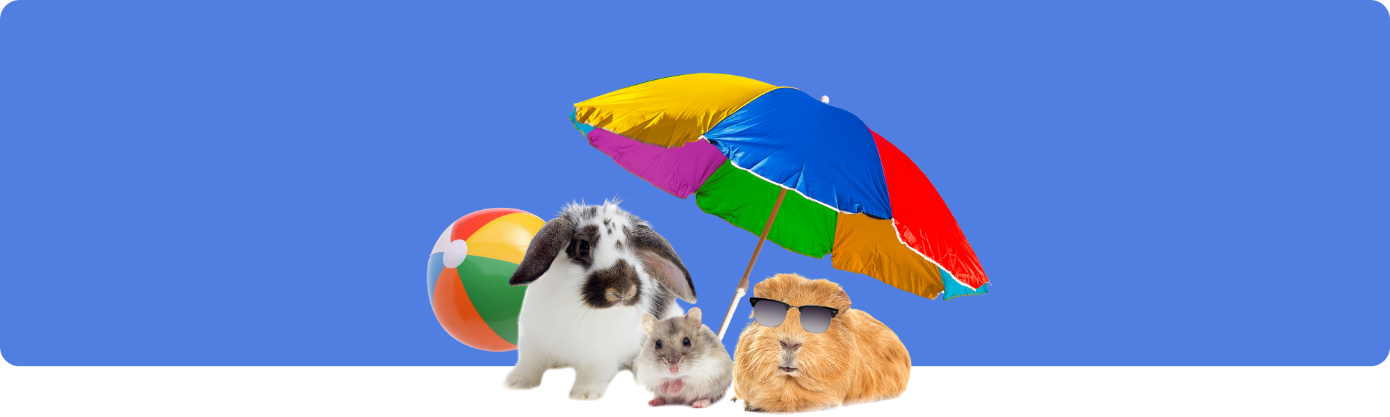 Hitze bei Kleintieren: So schützt du Kaninchen, Meerschweinchen & Hamster im Sommer