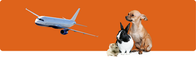 Kann ich mein kleines Haustier mit ins Flugzeug nehmen?