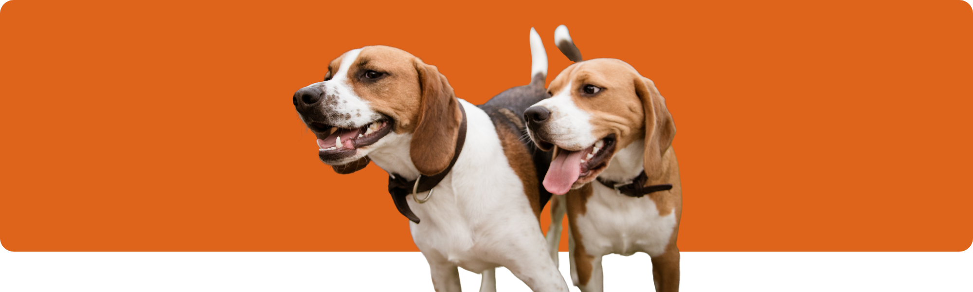 So sozialisieren Sie Ihr Haustier: Tipps zum Knüpfen von Freundschaften