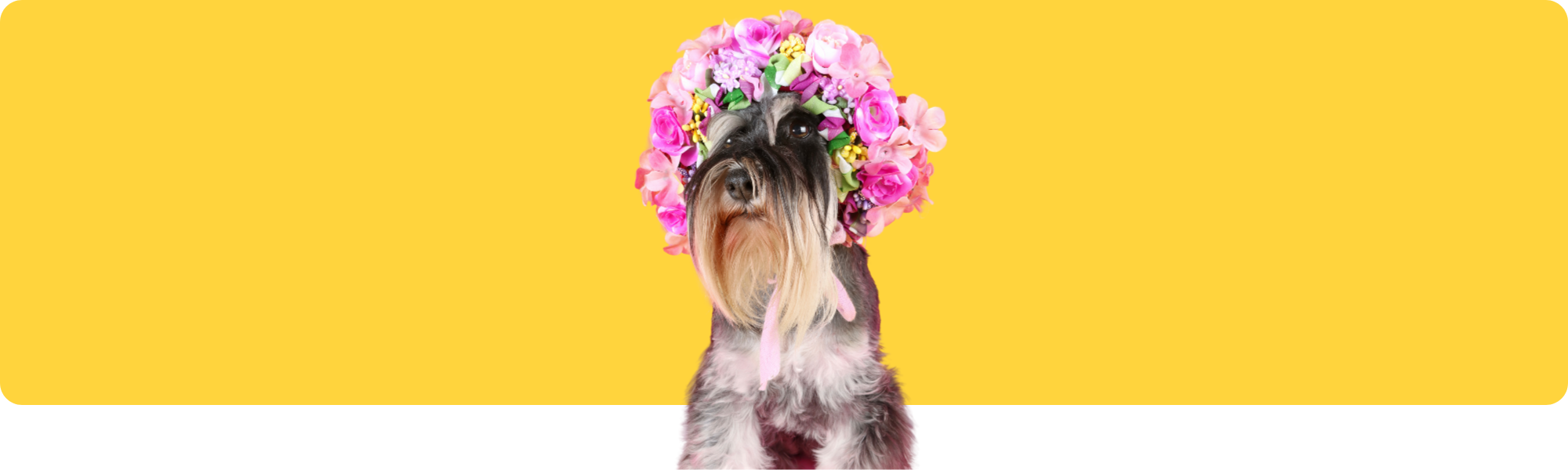 Frühlingstipps für Haustiere: So bleibt dein Liebling sicher und gesund