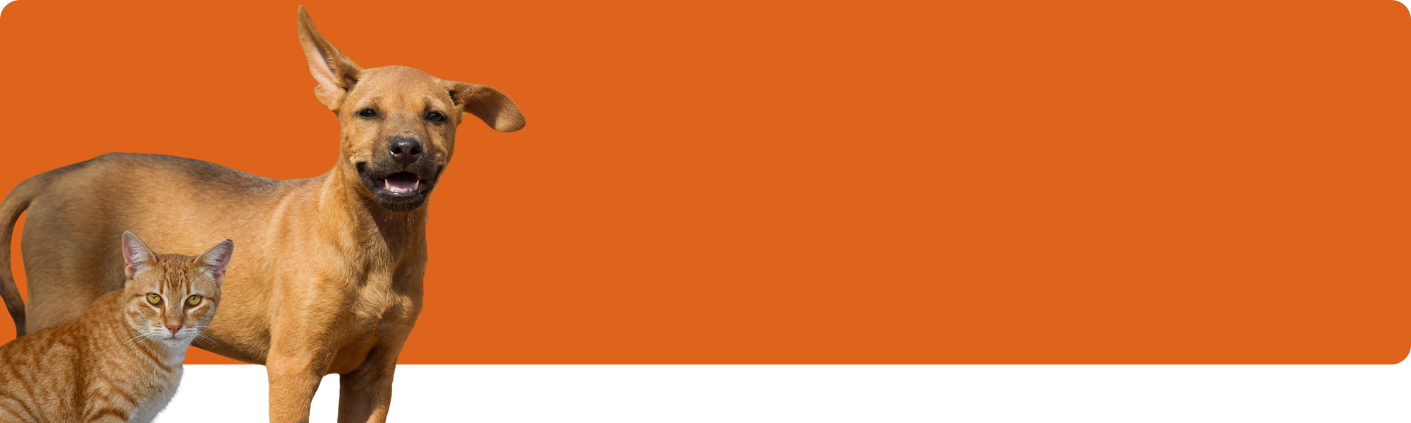 Warum Mischlinge die beste Wahl für dein Haustier sind