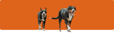 Schweizer Sennenhunde: Ein Leitfaden zu ihren Rassen und besonderen Merkmalen