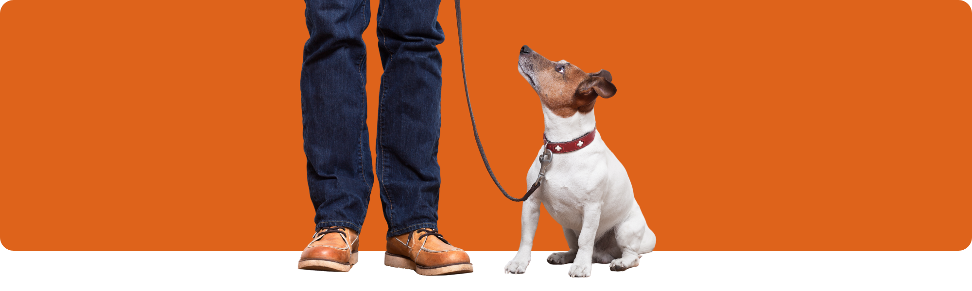 Die 7 häufigsten Fehler bei der Hundeerziehung