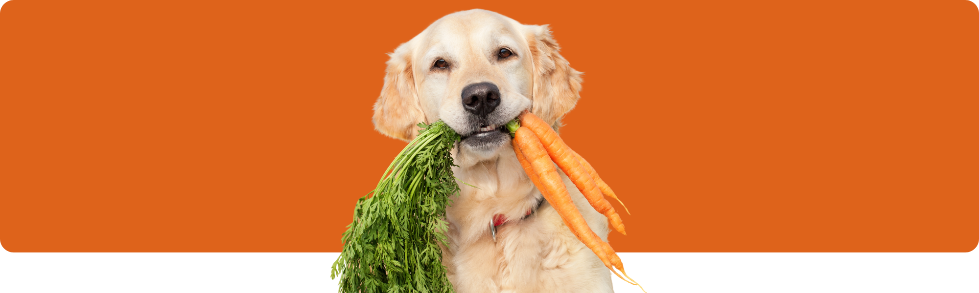 Vegane Hundeernährung: Gesund oder gefährlich?