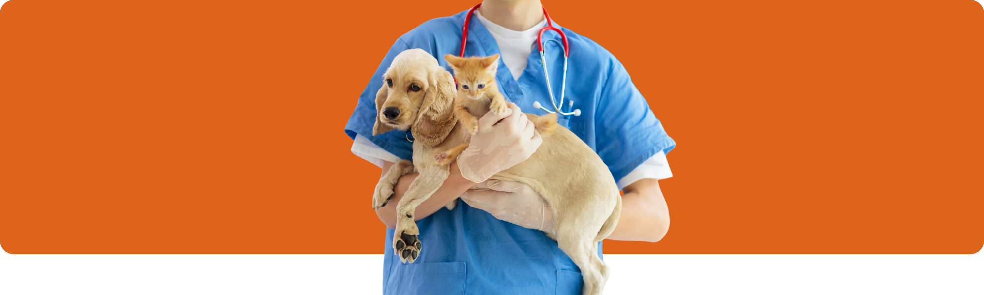 Die neuesten Trends in der Veterinärtechnologie des Jahres 2024