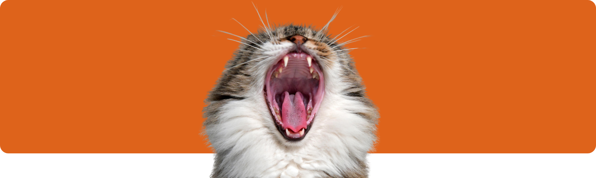 Katzen ohne Schnurrhaare – Wie wichtig sind sie wirklich?