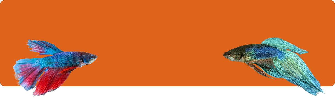 Aquarienwasseraufbereitung