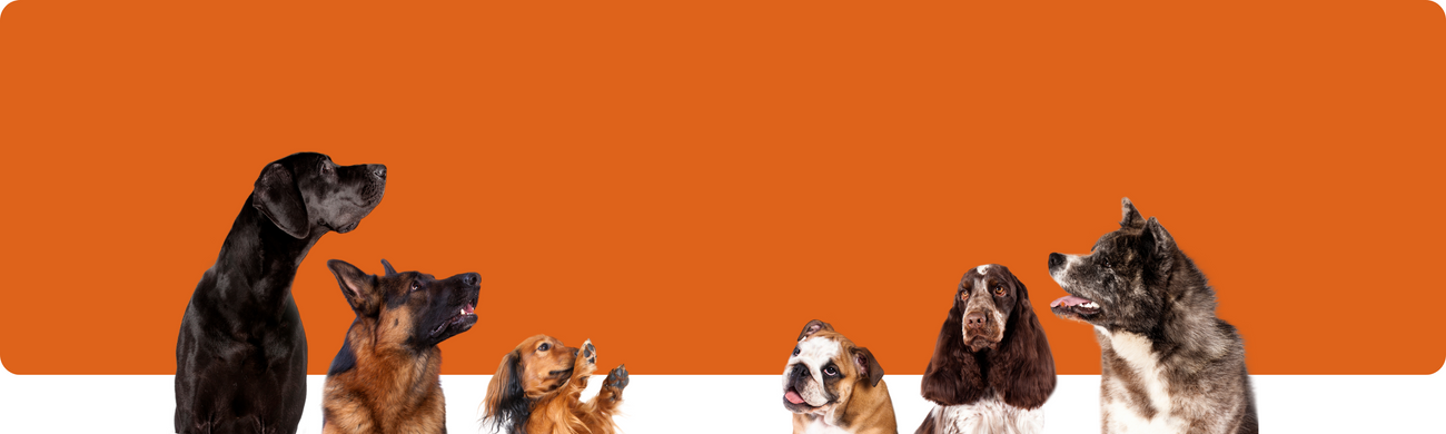 Outdoor und Auto Zubehör für Hunde