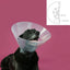 Hunde-Halskrause KVP Betsy Durchsichtig (39-48 cm)