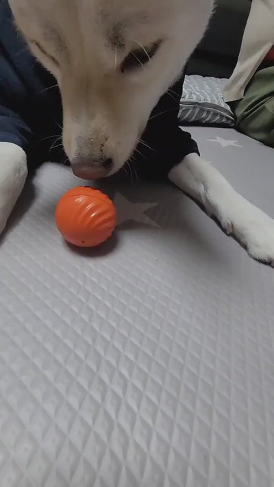 Balle de jeu automatique BounceBuddy