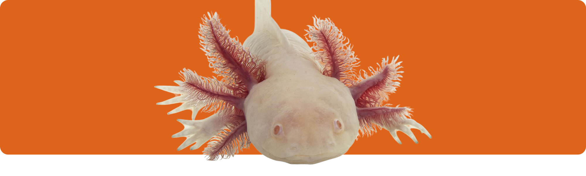 Axolotl: Wie man sich um dieses Wasserhaustier kümmert