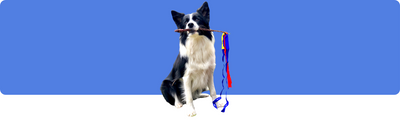 Bewegungsbedarf von Border Collies