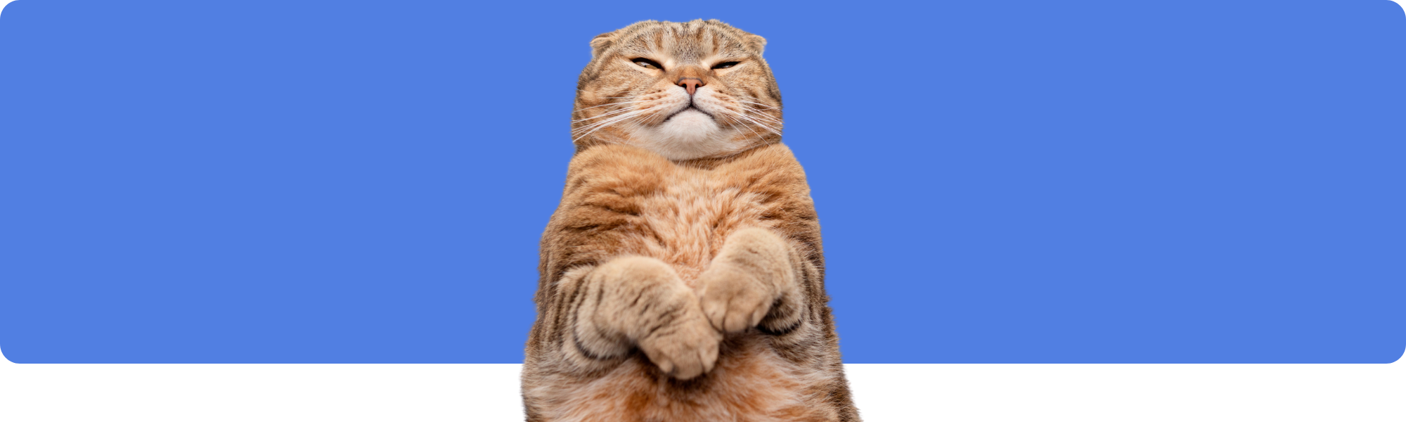 Training für Katzen: So bleiben deine Katze fit, gesund und glücklich