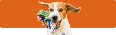 Top 10 Hundespielzeuge – Beschäftigung & Spiel für jeden Hund