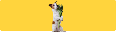 Haustierfreundliche Gartenarbeit: Pflanzen, die für Haustiere sicher sind