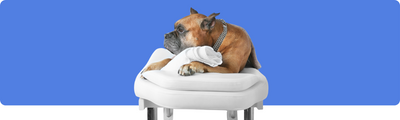 Massagetechniken für Haustiere: So können Sie Ihr Haustier zu Hause entspannen und beruhigen
