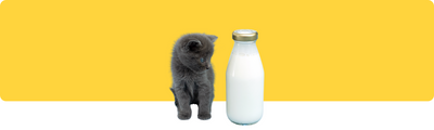 Katzen sollten Milch trinken – stimmt das?