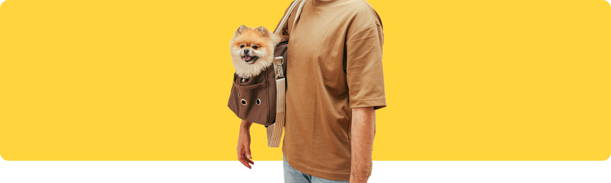 Sicher mit meinem Hund reisen: Brauche ich eine spezielle Reisetasche?