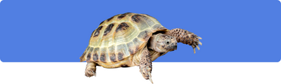 Die Lebenserwartung domestizierter Schildkröten verstehen