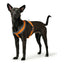 Hundegeschirr Hunter London Comfort 39-47 cm Orange XS/S