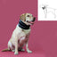 Collier cervical pour chiens KVP Noir (18-53 cm)