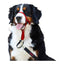 Collier d'entraînement pour chiens Company of Animals Halti Muselière (31-40 cm)