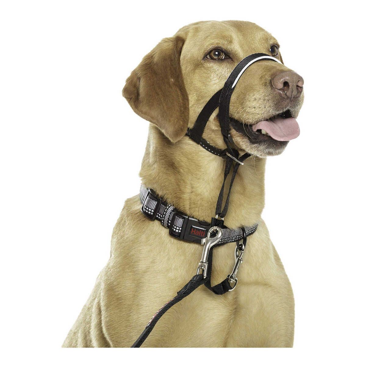 Collier d'entraînement pour chiens Company of Animals Halti Noir Muselière (40-54 cm)