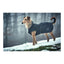 Dog Coat Norton 360 Uppsala 45 cm Black